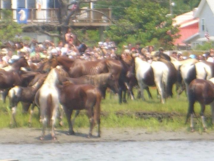 Chincoteague Pony Swim July 2007 071.JPG